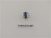 藏品(黑紋蒼藍天牛)的圖片